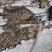 Ткань Пайеточная двухсторонняя (молоко-золото)